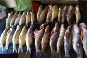 Cooperativa De Pescadores