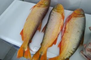 DE – MA Pescadería y Carboneria