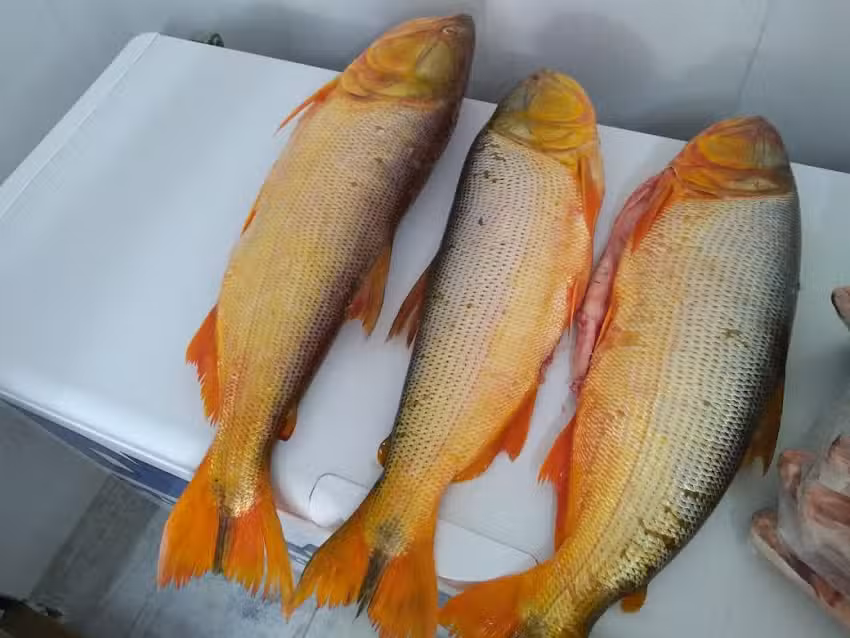 DE – MA Pescadería y Carboneria