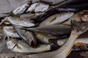 &rdquo; filetera maxii &ldquo;