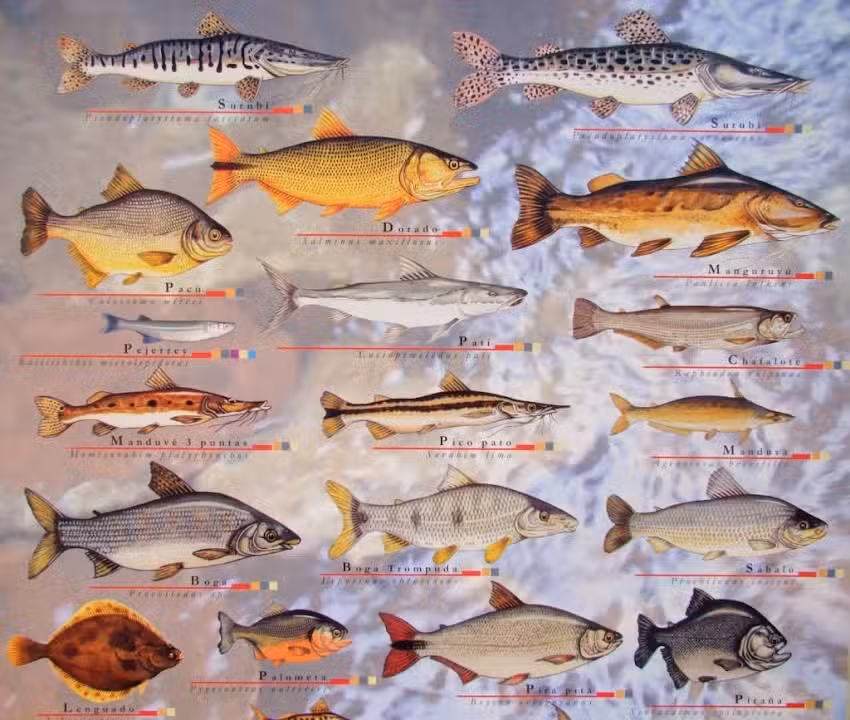 Pescaderia D&rsquo;PEZ