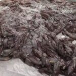 Pescaderia Di Costanzo