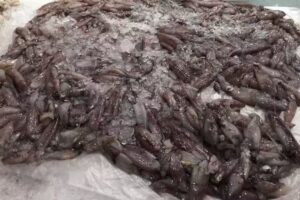 Pescaderia Di Costanzo