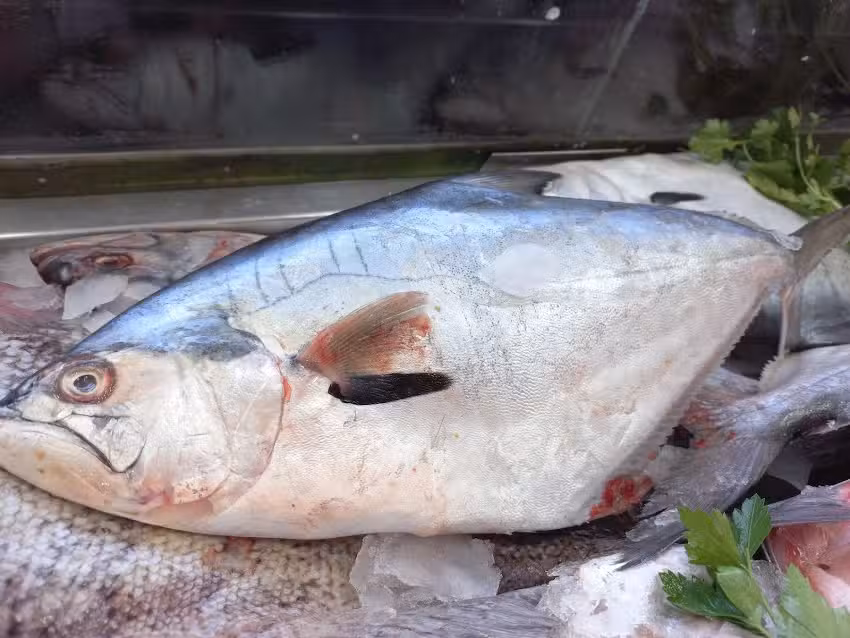 Pescaderia “Frutos Del Mar”