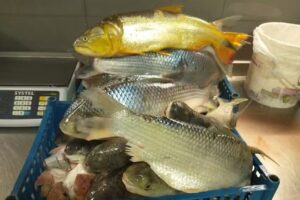 Pescader&iacute;a Gr&uuml;newald &ldquo;Mi Ilusi&oacute;n&rdquo;