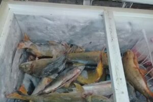 PESCADERÍA JUANITA TAVARES