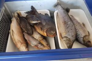 Pescader&iacute;a Los Hermanos