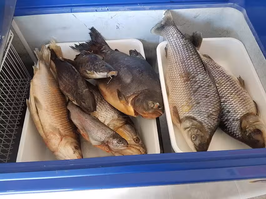 Pescader&iacute;a Los Hermanos