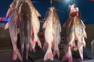 Pescader&iacute;a Pira Pora