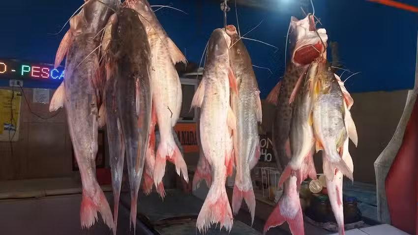 Pescader&iacute;a Pira Pora