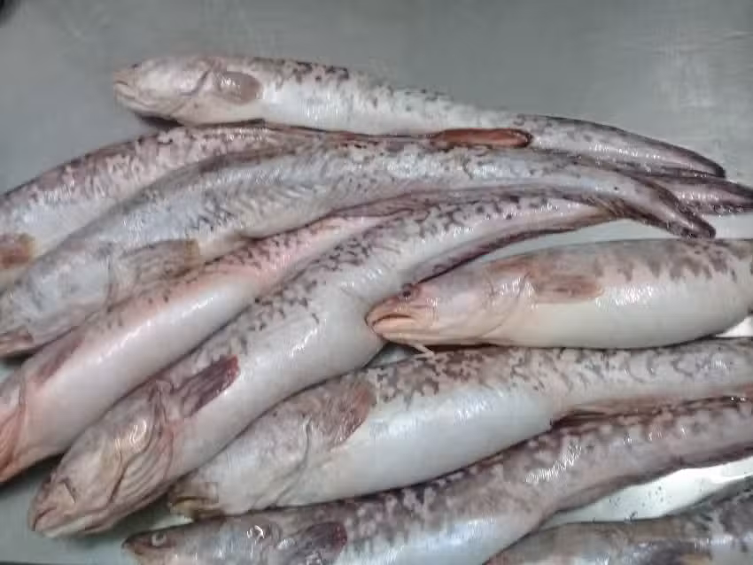 Pescadería Pontevedra