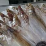 PESCADERIA SAN CIPRIANO