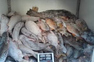 Pescadería y Marisqueria David