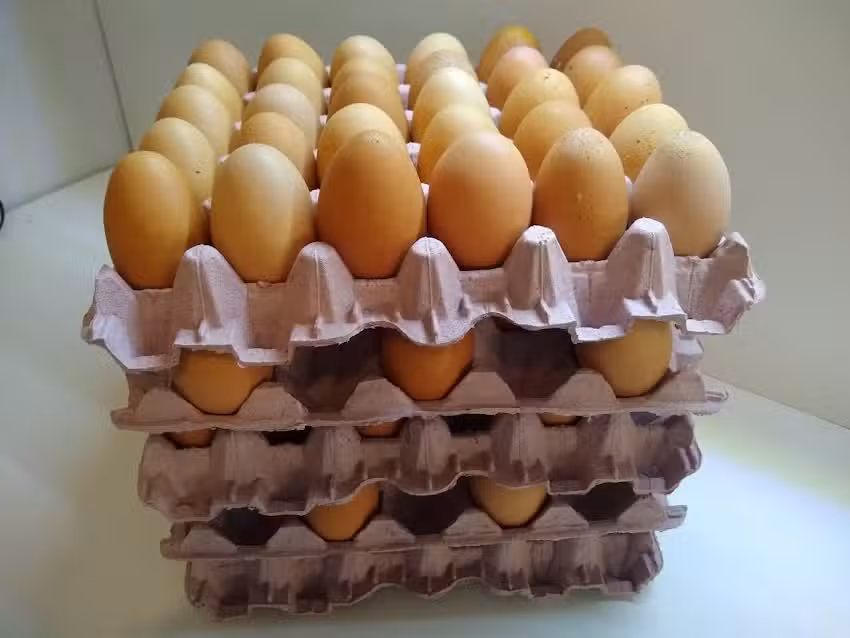 POLLER&Iacute;A ARMANI &ndash; PESCADOS Y MARISCOS