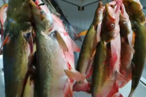 “Venta de pescado don José”