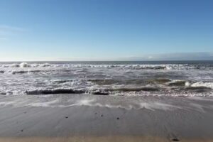 Venta Pescado Fresco